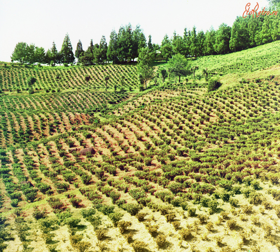 Грузия - На чайной плантации в Чакви