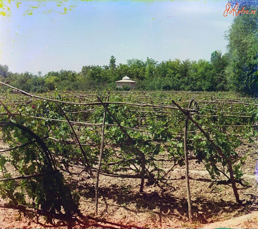 Туркменистан - Байрам-Али. Виноградники в усадьбе Мургаб, 1911