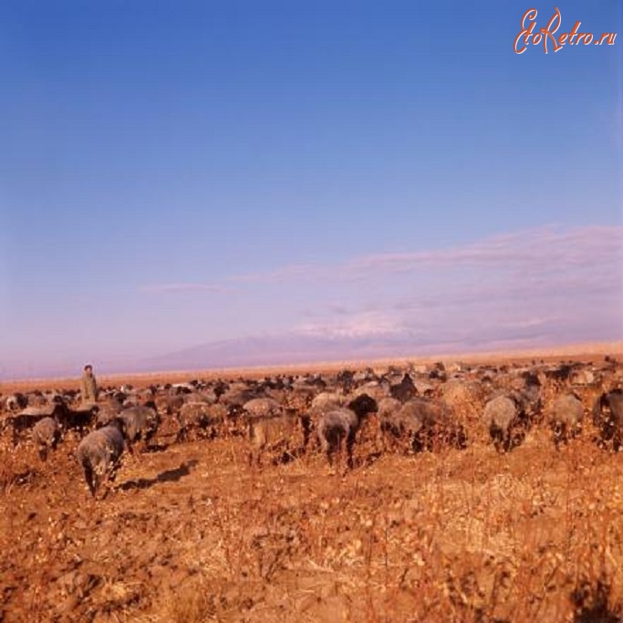 Узбекистан - Отара овец в Ширабадской долине. 1967.
