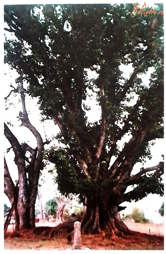 Непал - Священное дерево Бодхи