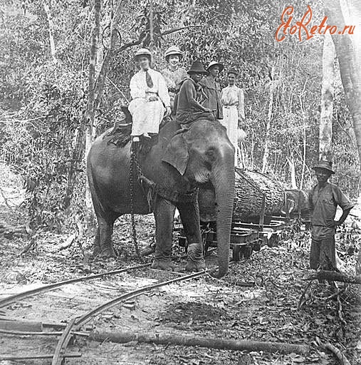 Железная дорога (поезда, паровозы, локомотивы, вагоны) - Слон на транспортировке тиковых  деревьев по  железной дороге