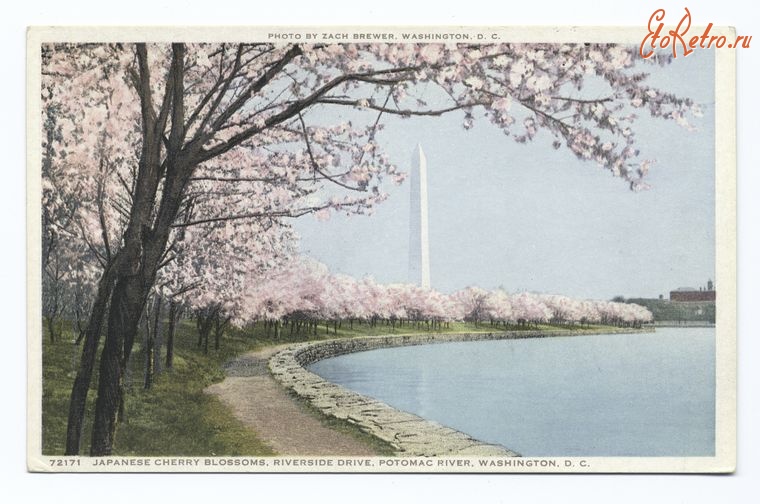 Вашингтон - Японская вишня на реке Потомак, 1898-1931
