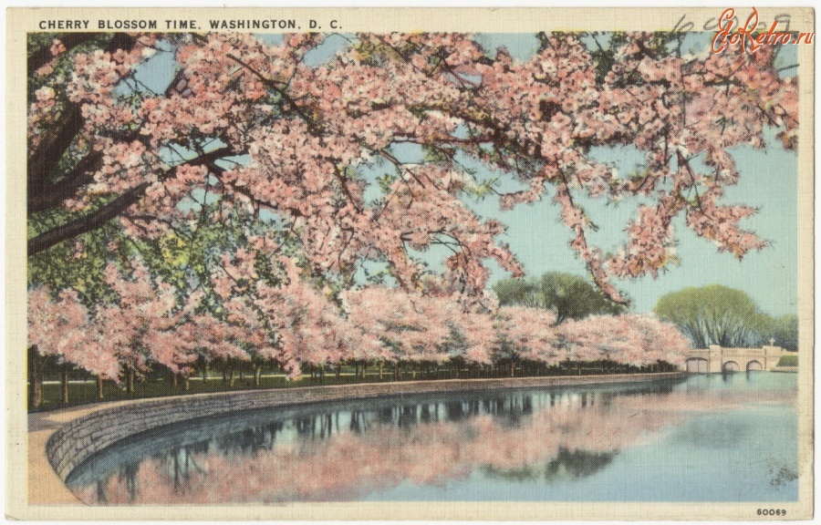 Вашингтон - Цветение сакуры  в парках Вашингтона
