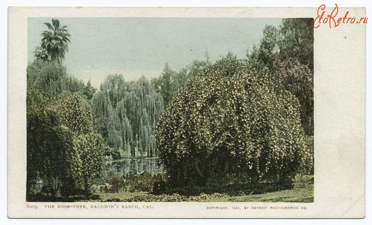 Штат Калифорния - Пасадена. Ранчо Болдуин, 1904