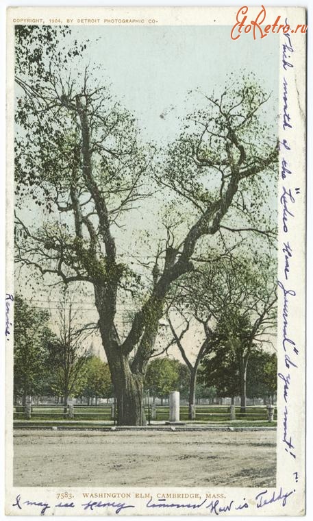 Штат Массачусетс - Кембридж. Вашингтонский вяз, 1904