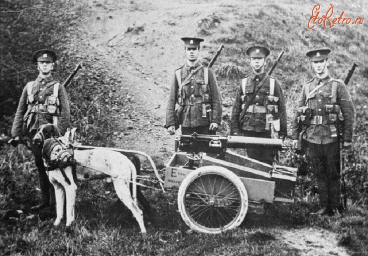 Военная техника - Британские солдаты и собаки запряженные в тележку с пулеметом Льюиса и патронами