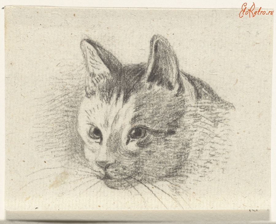 Картины - Голова кота, 1819