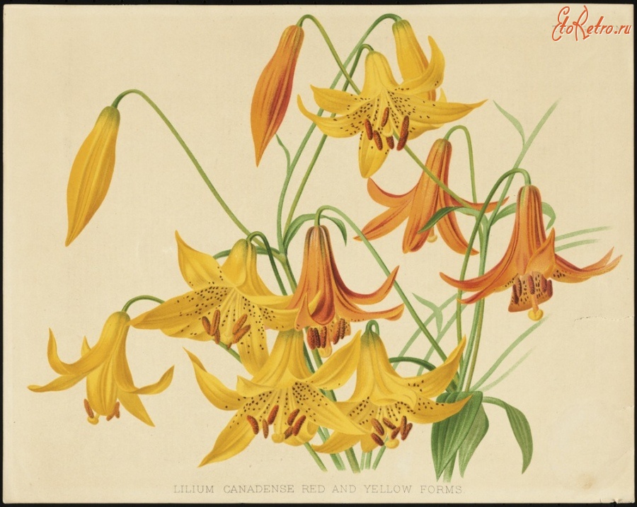 Картины - Миссис Уильям Даффилд. Канадские лилии