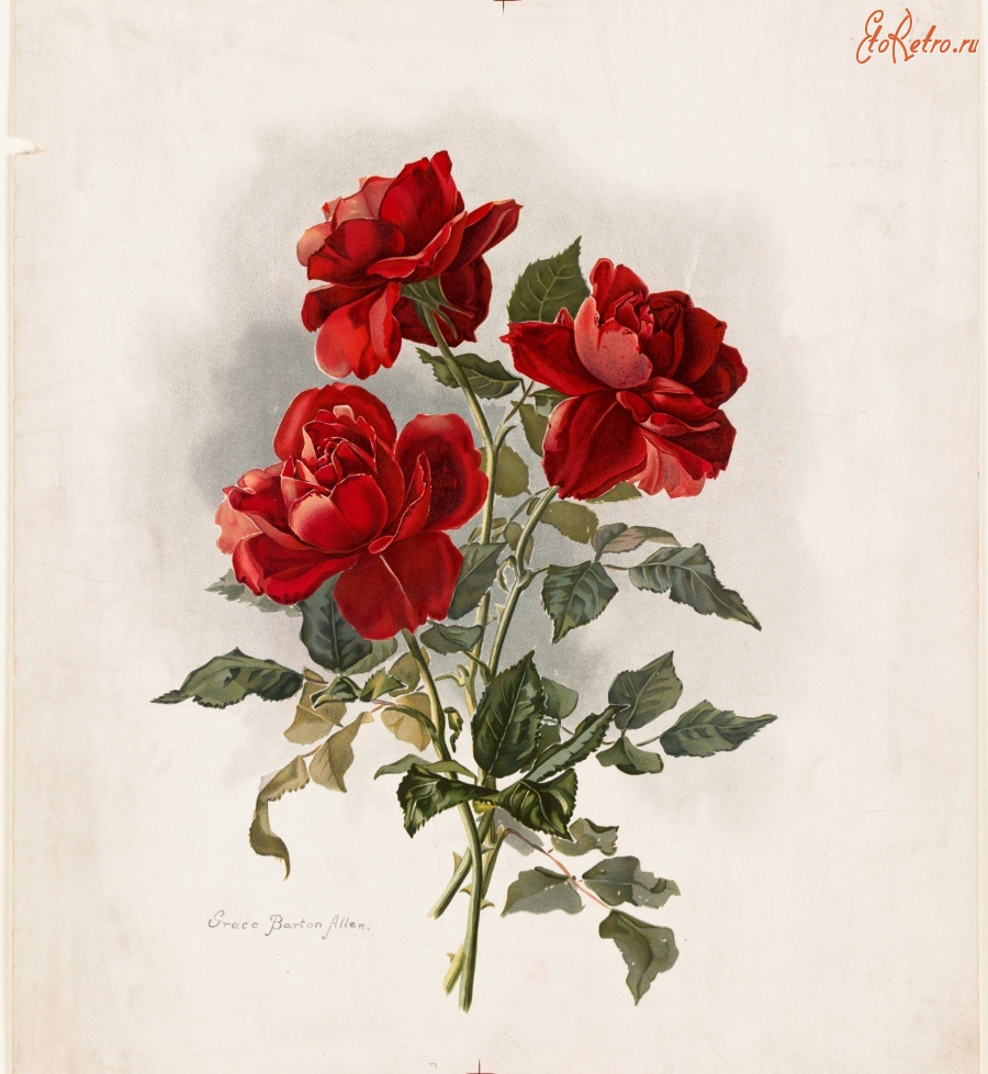 Картины - Букет красных роз