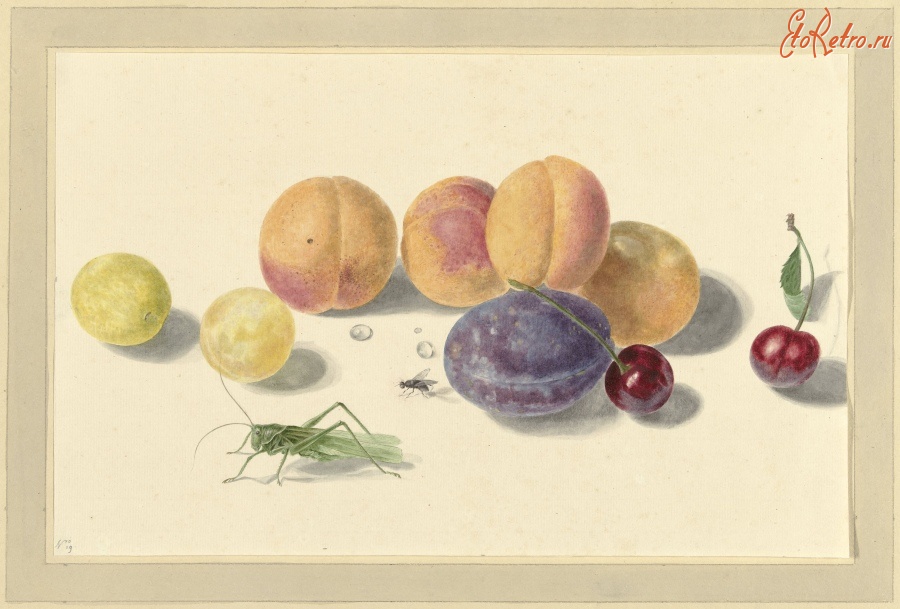Картины - Елизавета Гертруда ван де Кастеле. Персики, сливы, вишни и насекомые