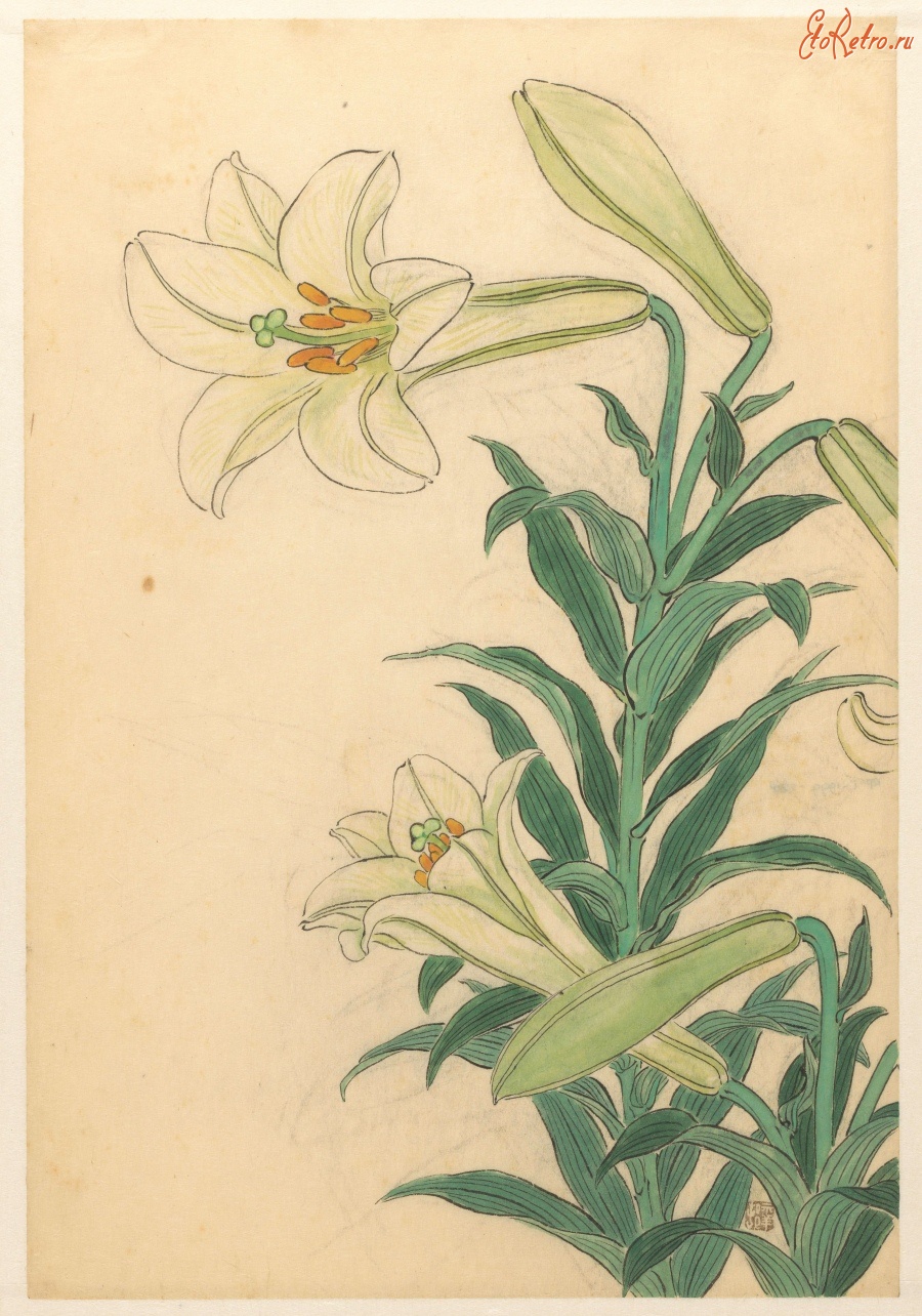 Картины - Белые лилии Теппоюри