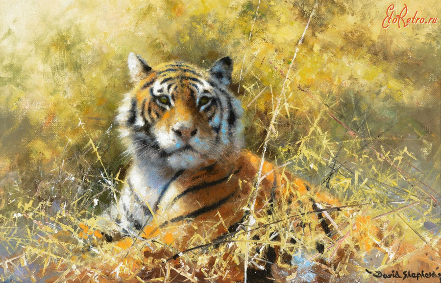 Картины - Дэвид Шепард. Тигр в буше