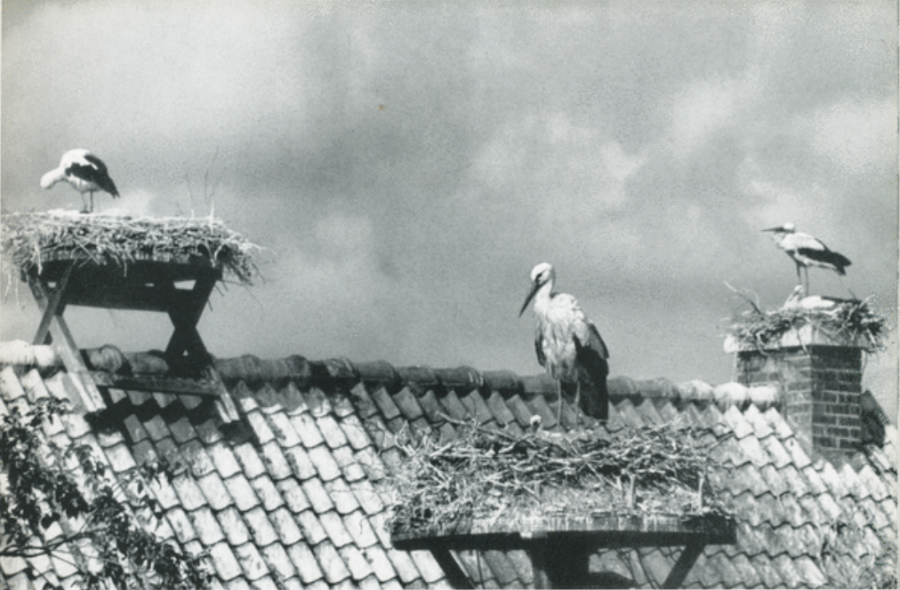 Калининградская область - Kurische Nehrung, Rossitten Kr. Samland, Nistende Stoerche auf dem Dach der Vogelwarte