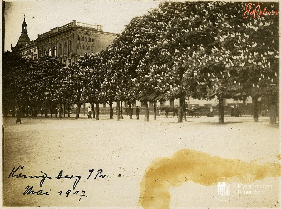Калининград - Кёнигсберг. Май 1917 года, цветут каштаны