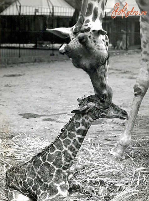 Калининград - Калининградский зоопарк. Новорождённый жираф Глеб.