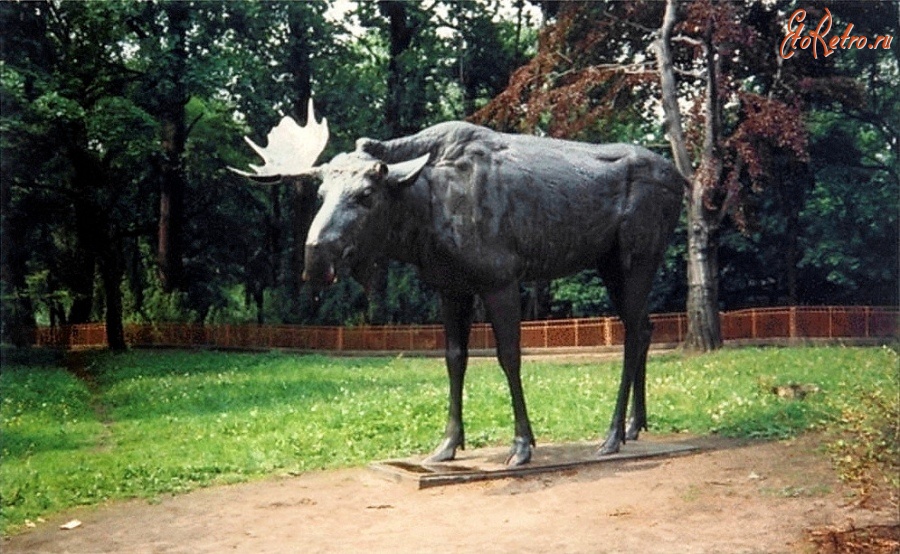 Калининград - Калининград. Тильзитский лось на территории зоопарка.