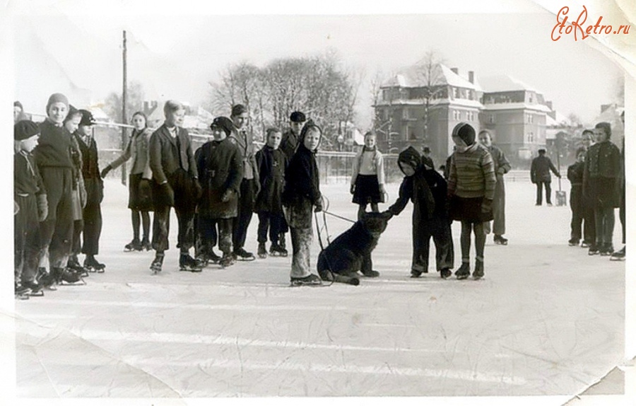 Калининград - Дети со львёнком на катке кёнигсбергского зоопарка
