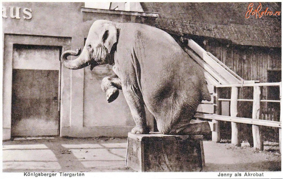 Калининград - Акробатические номера слонихи Дженни в Кёнигсбергском зоопарке.