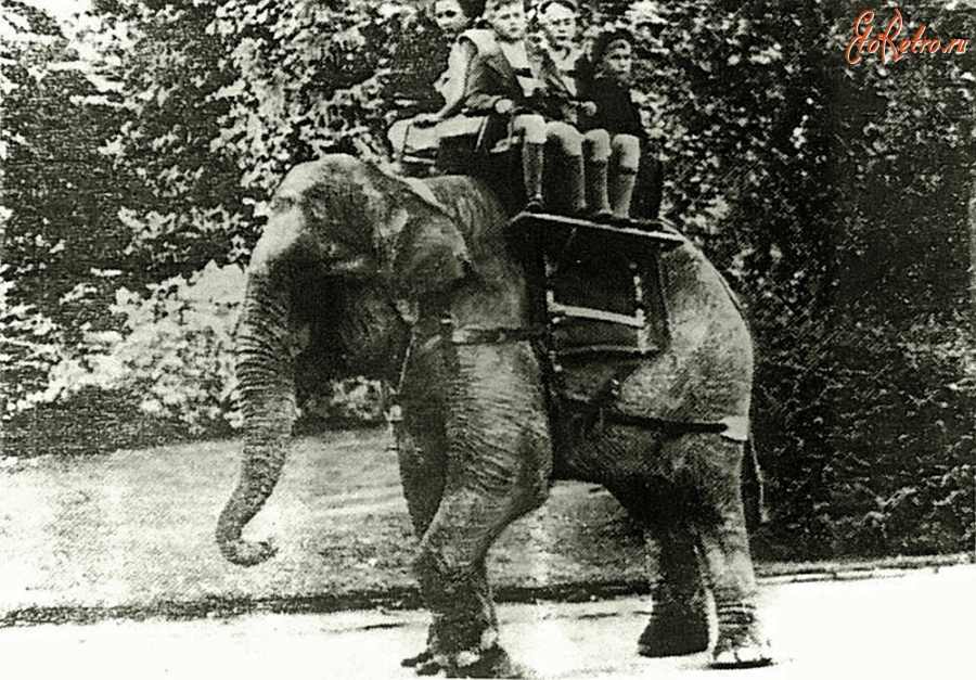 Калининград - Кёнигсберг. Катание детей на слоне в зоопарке.