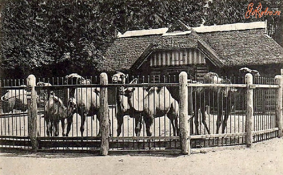 Калининград - Кёнигсбергский зоопарк. Верблюды с молодняком.