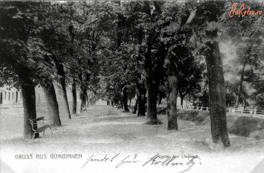 Гусев - Gumbinnen. Unter den Linden.
