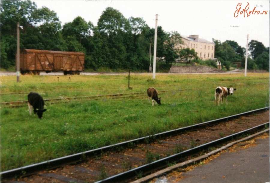 Багратионовск - Пастбище на железнодорожном вокзале
