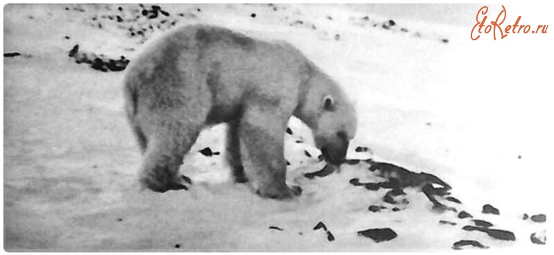 Красноярский край - Полуостров Таймыр. Белый медведь - хозяин Арктики