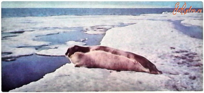 Красноярский край - Морской заяц на льдине