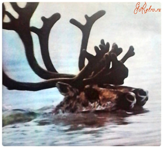 Красноярский край - Таймыр. Дикие олени переправляются через реку Пясину