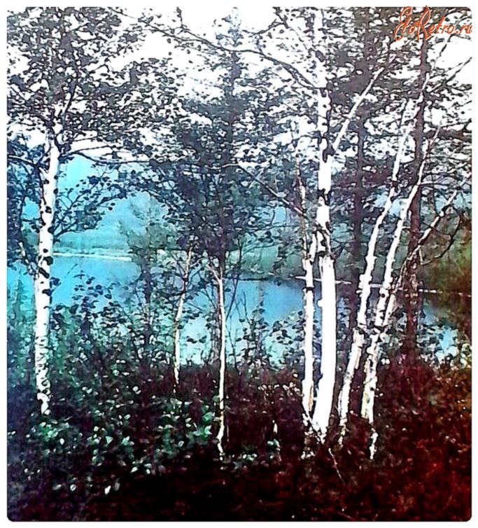 Норильск - Берёзовый лес на берегу озера Лама