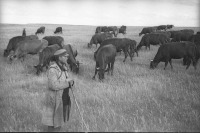 Самарская область - Пастух с коровами на пастбище