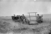 Саратовская область - Скашивание зерновых конной жнейкой