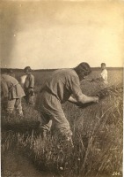 Разное - Крестьяне в поле во время сбора колосьев