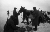 Разное - Солдаты Красной Армии скармливают лошадям трофейные соломенные боты