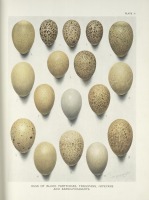 Разное - Коллекция яиц фазанов и куропаток, 1918-1922