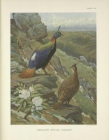 Разное - Гималайские фазаны импеаны, 1918-1922