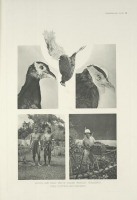 Разное - Белохвостый фазан Уайттледа, 1918-1922