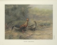Разное - Цейлонская джунглевая курица, 1918-1922