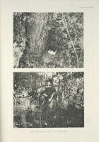 Разное - Гнездо и кладка яйц цейлонской джунглевой курицы, 1918-1922