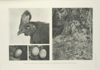 Разное - Цейлонская джунглевая курица и места кормления, 1918-1922