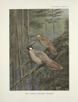 Разное - Общий вид кокласса фазанов Pucrasia, 1918-1922