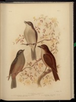 Разное - Фауна.  Птахи Австралії  (подовження).