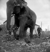 Разное - Слоны в сельском хозяйстве