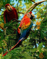 Разное - Птицы  Перу.  Попугаи Ара.