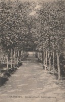 Балашов - Березовая аллея в Ильинском саду