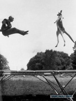 Смешное - Джордж Ниссен и кенгуру.