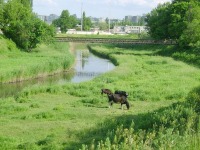 Луганск - Млекопитающие на Луганке