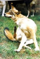 Луганск - Волк молодой.Волчица убита.