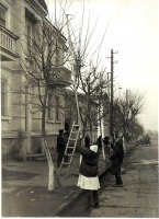 Луганск - Обрезка деревьев на ул.Карла Маркса у обкома ВЛКСМ. 7 апреля 1949 г.