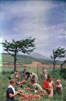 Курильск - Остров Итуруп, сбор редиски в Курильском совхозе, 1955
